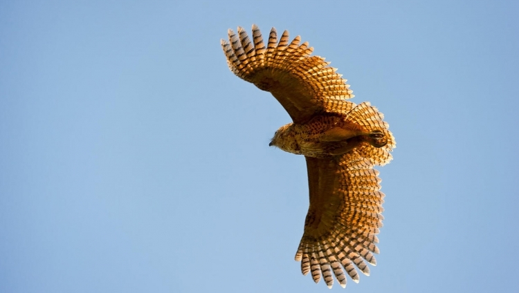 Vumbura Plains Camp - Pel`s Fischadlerng Owl
